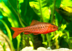 Coburg Aquarium | Cherry Barb | Shop live aquarium fish online