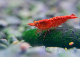 red cherry shrimp