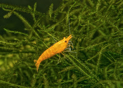 Coburg Aquarium | Yellow Cherry Shrimp | Shop live aquarium fish online