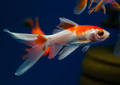 Comet Red and White | Comet Goldfish for Sale | Goldfish | Coldwater Goldfish | Buy Goldfish Online | Coburg Aquarium | Aquarium Fish for Sale | Buy Goldfish in Australia | coburgaquarium.com.au