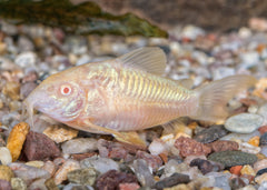 Coburg Aquarium | Albino Corydoras | Shop live aquarium fish online
