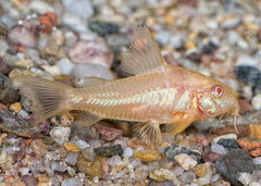 Coburg Aquarium | Albino Corydoras | Shop live aquarium fish online
