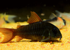 Coburg Aquarium | Corydoras Black Venezuela | Shop live aquarium fish online
