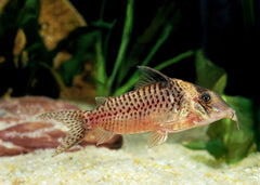 Coburg Aquarium | Corydoras Blochi | Shop Live Aquarium Fish Online