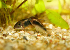 Coburg Aquarium | Bronze Corydoras | Shop tropical aquarium fish online