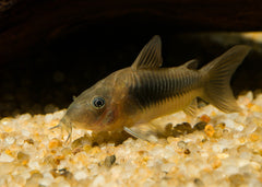 Coburg Aquarium | Bronze Corydoras | Shop tropical aquarium fish online