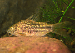 Coburg Aquarium | Corydoras Elegans | Shop live aquarium fish online