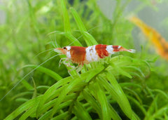 Crystal Shrimp | Aquarium Shrimp | Dwarf Shrimp | Freshwater ShrimpLive Shrimp for Sale | Live fish online | coburgauqarium.com.au|Aquarium FIsh for sale | Tropicah fish store | Freshwater Fish | Coburg Aquarium