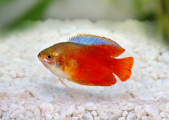 Coburg Aquarium | Dwarf Gouramis | Shop tropical aquarium fish online