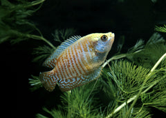 Coburg Aquarium | Dwarf Gourami | Shop tropical aquarium fish online
