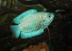 Coburg Aquarium | Dwarf Gouramis | Shop tropical aquarium fish online