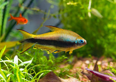 Emperor Tetra for sale in coburg aquarium | Buy tropical freshwater fish | Aquarium fish store online | Coburg Aquarium