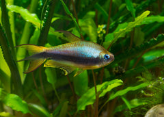 Emperor Tetra for sale in coburg aquarium | Buy tropical freshwater fish | Aquarium fish store online | Coburg Aquarium