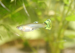coburg aquarium | Guppy female assorted | Live aquarium fish online