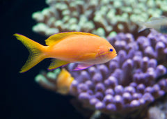 Anthias Square Block Female | Marine fish for sale online | Coburg Aquarium
