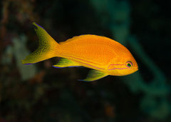 Anthias Square Block Female | Marine fish for sale online | Coburg Aquarium