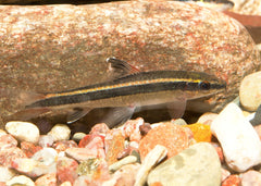 Coburg Aquarium | Flying Fox Sharl | Shop tropical aquarium fish online