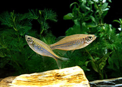 Coburg Aquarium | Giant Danio | Shop Live aquarium fish online