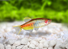 Coburg Aquarium | Glowlight Danio | Live Aquarium Fish Online