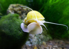 Coburg Aquarium | Gold Mystery Snail | Shop live aquarium snails