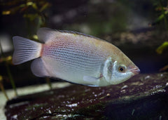 Coburg Aquarium | Green Kissing Gourami | Shop tropical aquarium fish online