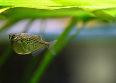Spotted Silver Hatchetfish