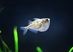 Coburg Aquarium | Silver Hatchet Fish | Shop Live Aquarium Fish Online