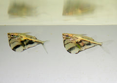 Coburg Aquarium | Hatchet Fish Marble | Live Aquarium Fish Online