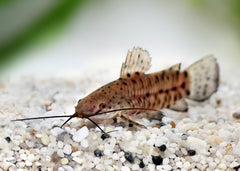 Coburg Aquarium | Hoplo Catfish | Live aquarium fish online