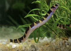 Coburg Aquarium | Kuhli Loach | Live aquarium fish online