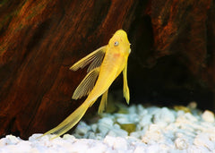 Coburg Aquarium | Pleco Lemon Blue Eye Longfin | Shop live aquarium fish online