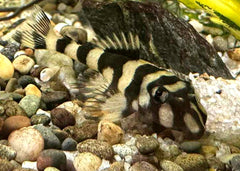 Coburg Aquarium | Pleco L168 | Shop live aquarium fish online
