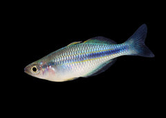 Coburg Aquarium | Lake Kutubu Rainbow Fish | Shop rainbowfish online