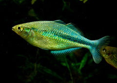 Coburg Aquarium | Lake Kutubu Rainbowfish | Shop rainbowfish online