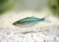 Coburg Aquarium | Lake Kutubu Rainbowfish | Shop rainbowfish online