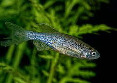 Coburg Aquarium | Leopard Danio | Shop live aquarium fish online