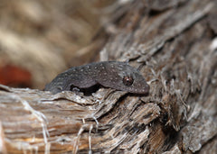 Coburg_Aquarium_Marbelled_gecko