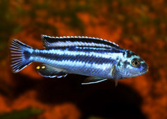 Coburg Aquarium | Melanochromis Johanni | Live aquarium fish online