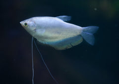 Coburg Aquarium | Moonlight Gouramis | Shop freshwater tropical aquarium fish online