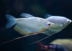 Coburg Aquarium | Moonlight Gouramis | Shop freshwater tropical aquarium fish online