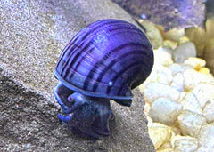 Coburg Aquarium | Mystery Snail Purple | Shop live aquarium snails
