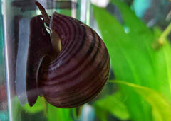 Coburg Aquarium | Mystery Snail Purple | Shop live aquarium snails online