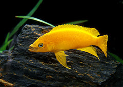 Lemon Cichlid - Neolamprologus Leleupi