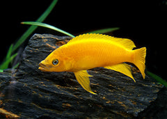 Lemon Cichlid | Live fish online | coburgauqarium.com.au｜Aquarium FIsh for sale | Tropicah fish store | Freshwater Fish | Coburg Aquarium