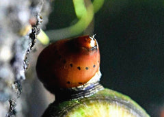 Coburg Aquarium | Nerite Snail | Shop live aquarium snails online