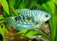 Coburg Aquarium | Blue Gouramis | Shop freshwater tropical aquarium fish online