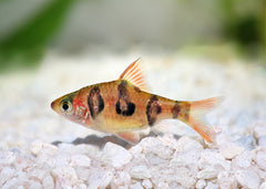 Coburg Aquarium | Orange Buffalo Barb | Shop live aquarium fish online