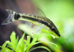 Otocinclus Catfish | Tropcial Catfish| Aquarium Fish| Freshwater Fish| coburgaquarium.com.au|Aquarium Fish online| Coburg Aquarium| Live Fish for Sale| Buy Catfish online