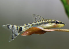 Otocinclus Catfish | Tropcial Catfish| Aquarium Fish| Freshwater Fish| coburgaquarium.com.au|Aquarium Fish online| Coburg Aquarium| Live Fish for Sale| Buy Catfish online