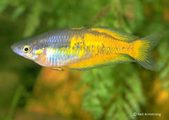 Coburg Aquarium | Parkinsons Rainbowfish - Yellow Form | Shop rainbowfish online